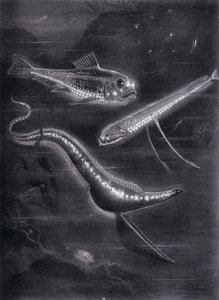 Self-Luminant Fishes (litho) 作者 亚瑟·特威德