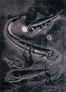 自发光鱼（石版画） 作者 亚瑟·特威德
