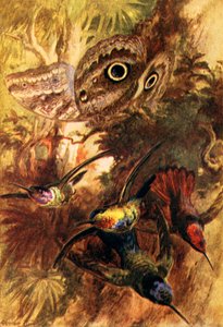 猫头鹰蝴蝶（彩色石版画） 作者 亚瑟·特威德