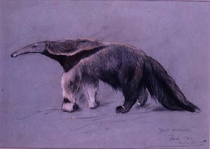 Great Anteater   1408374   zh       chinese Successfully Translated  Original: Godlingstone Manor, Swanage (colour litho) Translat: Godlingstone Manor, Swanage (colour litho) 1402722 zh chinese Successfully Translated Original: Architecture at the Window T