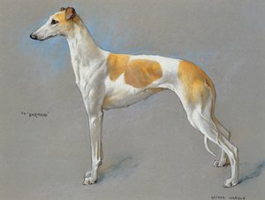 白色和小鹿冠军灰狗母犬“酒吧女招待”（纸上粉彩）