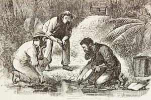 澳大利亚（1880 年）。植物湾（建于 1788 年）淘金者的生活。雕刻。私人收藏 作者 艺术家未知