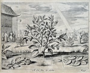 山茶花 - 在“中国”作者 Athanase Kircher（或 Athanasius Kircheri） 作者 Athanasius Kircher