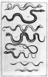 蛇，1675年。 作者 阿塔纳修斯·基歇尔