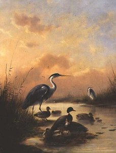 一家野鸭和两只苍鹭（一对77887）。 作者 奥古斯都·克尼普