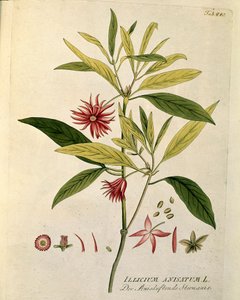 植物学："八角茴香"（Illicium anisatum） 图版绘制自Joseph Jacobi Plenck（1735-1807）的《Medicinalium secundum Linnaei digestarum》 1788-1803 私人收藏 作者 奥地利学派