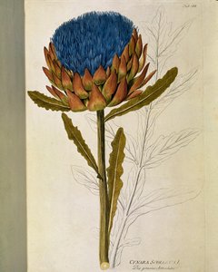 植物学："洋蓟"（Cynara scolymus） 图版绘制自Joseph Jacobi Plenck（1735-1807）的《Medicinalium secundum Linnaei digestarum》 1788-1803 私人收藏 作者 奥地利学派