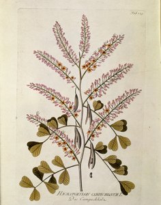 植物学："Campeche"（Haematoxylon campechianum）Plank绘制自Joseph Jacobi Plenck（1735-1807）的《Medicinalium secundum Linnaei digestarum》1788-1803私人收藏 作者 奥地利学派