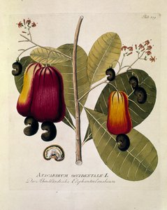 植物学："腰果"（西洋胡桃） 插图取自约瑟夫-雅各比-普伦克（1735-1807 年）的《Medicinalium secundum Linnaei digestarum》 1788-1803 年 私人收藏 作者 奥地利学派