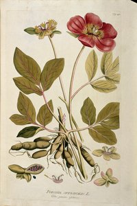 植物学："Poeonia officinalale"（Poeonia officinalis）板块取自Joseph Jacobi Plenck（1735-1807）的《Medicinalium secundum Linnaei digestarum》，1788-1803 私人收藏 作者 奥地利学派