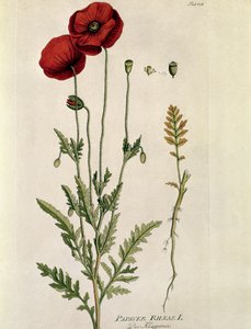植物学：“红罂粟”（Papaver rheaas）盘子取自 Joseph Jacobi Plenck（1735-1807 年）1788-1803 年私人收藏的“Medicinalium secundum Linnaei Digestarumó” 作者 奥地利学派