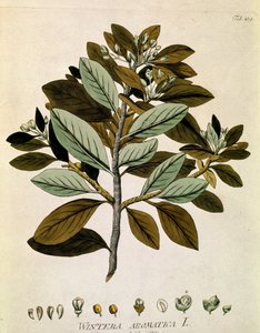 植物学："冬树皮"（Wintera aromatica），取自约瑟夫-雅各布-普伦克（1735-1807 年）的《林奈药典》（Medicinalium secundum Linnaei digestarum），1788-1803 年 私人收藏 作者 奥地利学派