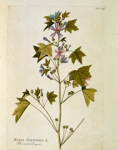 植物学："大紫"（Malva sylvestris） 图版绘制自Joseph Jacobi Plenck（1735-1807）的《Medicinalium secundum Linnaei digestarum》 1788-1803 私人收藏 作者 奥地利学派