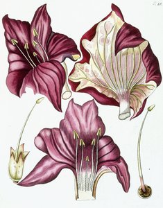 图18，摘自《植物学Collectanea，Chemiam和自然历史书籍以及人物》，1786-1796年 作者 奥地利学派