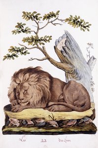 狮子，1794年 作者 奥地利学派