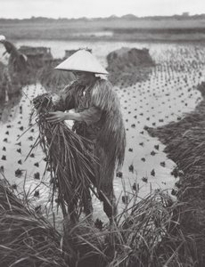 日本：新泻附近的水稻收割（黑白照片）
