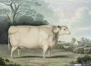 Habertoft Short Horned Prize Cow，由A. Hunt雕刻，1842年（彩色雕刻）