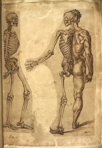 Add.5259，f.19，人体骨骼和半身像，选自 "M. Joubert、G. Cockburn 博士、M. Le Blond、Baccio Bandinelli、Michelangelo Buonarotti、Augusine Carate 和 William Cowper 先生用彩色和蜡笔绘制的各种人体和动物解剖图"（第 5259 页）。