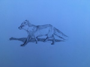 Fox, 2018 作者 芭芭拉·霍格维根（Barbara Hoogeweegen）
