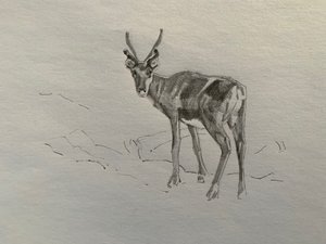 Reindeer, 2019 作者 芭芭拉·霍格维根（Barbara Hoogeweegen）