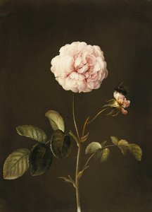 一头带着大黄蜂的玫瑰花， 作者 芭芭拉·里贾纳·迪茨施