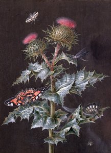 研究带有昆虫的蓟（水粉）（另见51756） 作者 芭芭拉·里贾纳·迪茨施