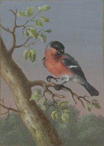 牛雀
四幅鸟类水粉画（系列标题） 作者 芭芭拉·里贾纳·迪茨施