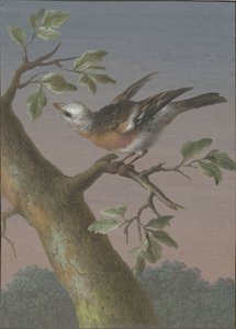 雪鹀
四幅鸟类水粉画（系列标题） 作者 芭芭拉·里贾纳·迪茨施