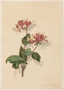 野生金银花 (Lonicera periclymenum) 的分支