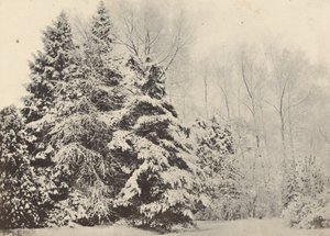 雪中的冷杉树景观 作者 男爵 A 费斯