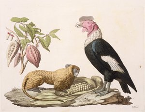 狮子猴和秃鹰，原产于智利或厄瓜多尔，来自&39;Le Costume Ancien et Moderne&39;，第二卷，第1卷，由Jules Ferrario，由Gallo Gallina（1796-1874）镌刻，出版于1820年代至30年代（彩色点亮） 作者 弗里德里希·亚历山大·冯·洪堡男爵