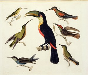 本土鸟类，包括Toucan（中心），亚马逊，巴西，来自&39;Le Costume Ancien et Moderne&39;，第二卷，第42卷，由Jules Ferrario，由V. Raineri镌刻，出版于1820年代至30年代