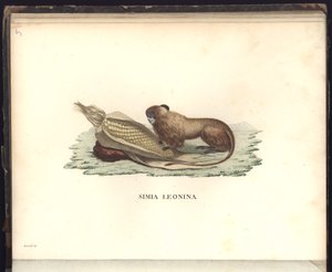 Simia leonina，Pl.V，插图来自动物学和比较解剖学的观察，收集于1799年，1800年，18年的新大陆热带国家之旅 作者 弗里德里希·亚历山大·冯·洪堡男爵