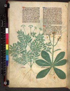 Egerton 747 f.101v 《草药论》，c.1280-1310（牛皮纸上的墨水和颜色） 作者 Bartholomaei Mini de Senis