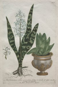 芦荟。 作者 巴索洛马修斯·塞特