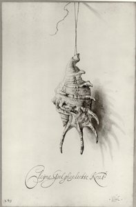 荷兰语：贝壳 "Cleijne Geel ghepleckte Krab "挂在绳子上的研究 相册中的贝壳 作者 Bartholomeus Assteyn