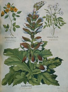 贝斯勒的Hortus Eystettensis中的一片叶子（彩色雕刻）。