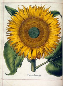 向日葵（flos slois major），取自 "Hortus Eystettensis"（埃斯泰特园艺）。