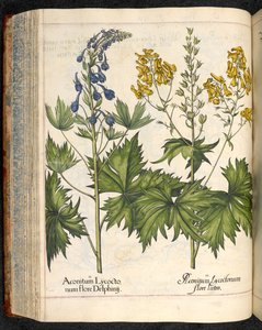 巴斯利乌斯-贝斯勒的埃斯泰特园林中的狼毒 Aconitum lycoctonum（狼毒