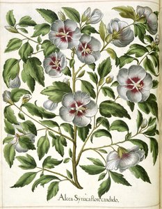 Alcca Syriaca，选自 "Hortus Eystettensis