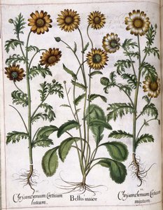 菊花，选自 "Hortus Eystettensis