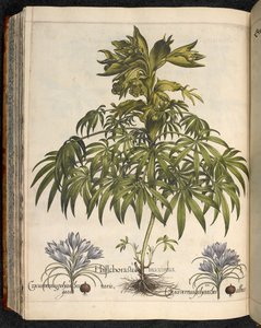 Helleboraster maximus，来自 Hortus Eystettensis，...Basilius Besler