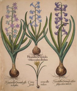 Hyacinthus orientalis floreduplici-Hyacinthus orientalis violaceo albislienis-Crocus vernus albus fundo violaceo-Hyacinthus orientalis reflexis folys colore violaceo
