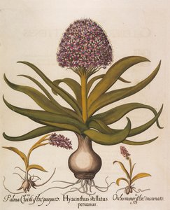 风信子（Hyacinthus stellatus），1613年。