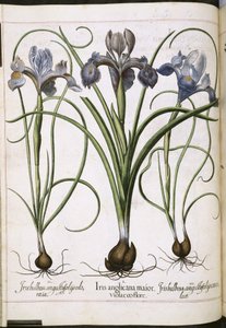 鸢尾花，选自 "Hortus Eystettensis