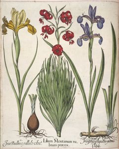 鸢尾花，选自 "Hortus Eystettensis 作者 罗勒贝斯勒