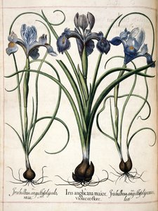 鸢尾花，选自 "Hortus Eystettensis