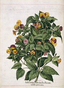 茉莉花，来自 "Hortus Eystettensis 作者 罗勒贝斯勒