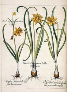 水仙，选自 "Hortus Eystettensis 作者 罗勒贝斯勒
