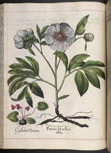 图106：仙客来Vernum，Paonia Mas flore albo，摘自Hortus Eystettensis，作者Basilius Besler